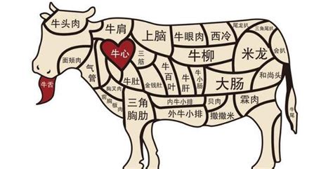 牛肉位置|最全面的牛肉20个部位完整图解并教做法，真正的让您。